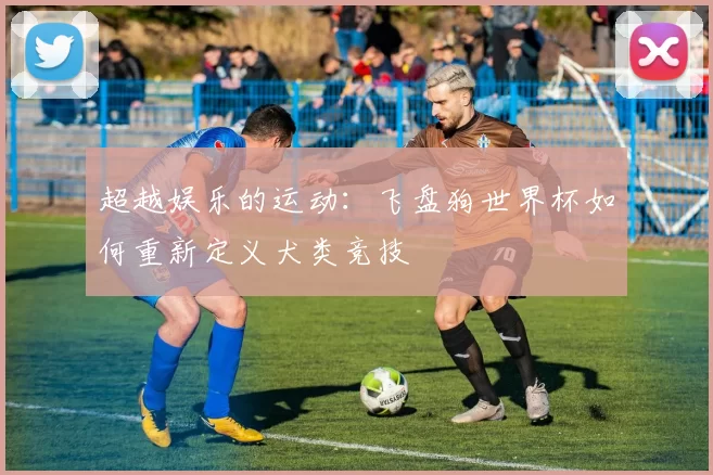超越娱乐的运动：飞盘狗世界杯如何重新定义犬类竞技
